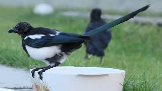 magpies taking giant bird bath