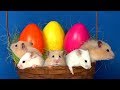 Hamsters hunt for eggs in a basket  hamster maze race