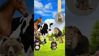 animals names