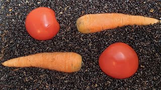 Escarabajos comiendo tomates, zanahoria, lechuga, pan y naranja