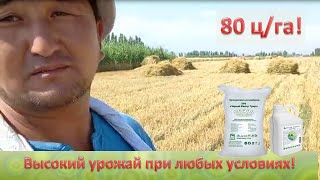 Урожайность 80 ц с 1 га в Киргизии! Высокий урожай пшеницы при любых условиях!