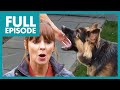 Hell raising german shepherd is out of control  full episode  its me or the dog