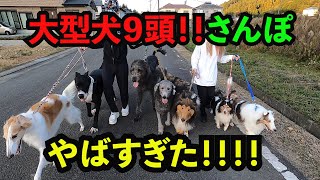 【危険】多頭飼いのお散歩が凄すぎた‼︎