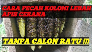 Cara pecah Koloni Lebah Apis Cerana Tanpa Calon Ratu