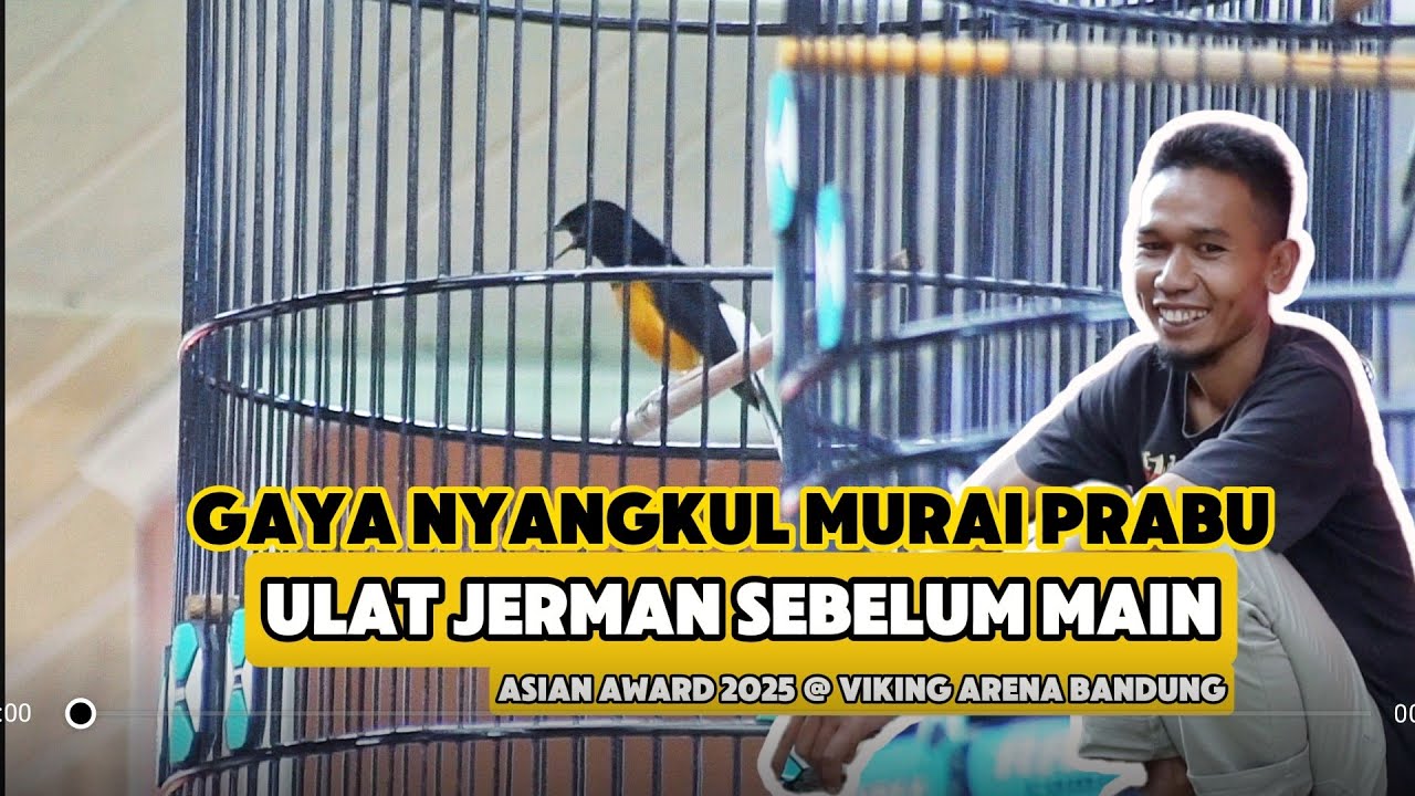SETTINGAN MURAI BATU PAKAI ULAT JERMAN | GAYA NYANGKUL MURAI BATU PRABU