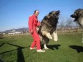 شاهد اضخم كلب في العالم | سبحان الله