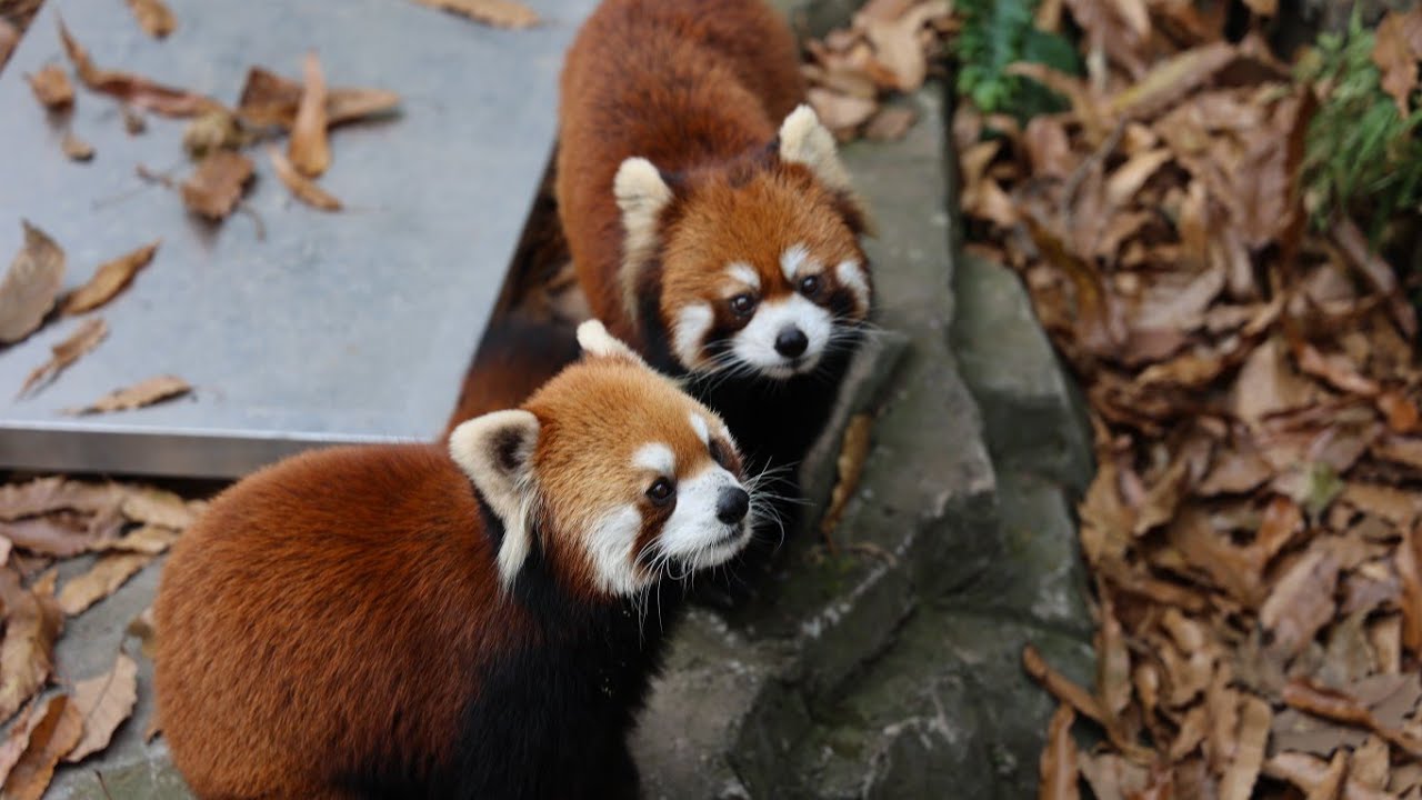 杭州动物园小熊猫 2023年12月6日 Hangzhou Zoo Red Pandas, 6 December 2023