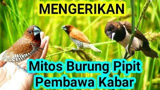 Membongkar Mitos Burung Emprit atau Pipit Sang Pembawa Kabar