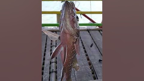 memancing ikan MJ (Mangrove Jack)
