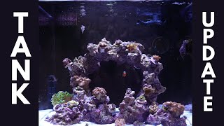 Waterbox 20 cube TANK UPDATE #reeftank #saltwateraquarium