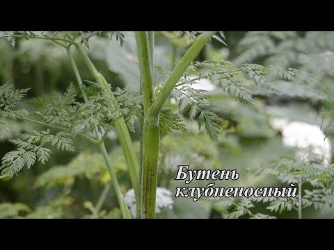 Бутень клубненосный.  Дикорастущее съедобное растение