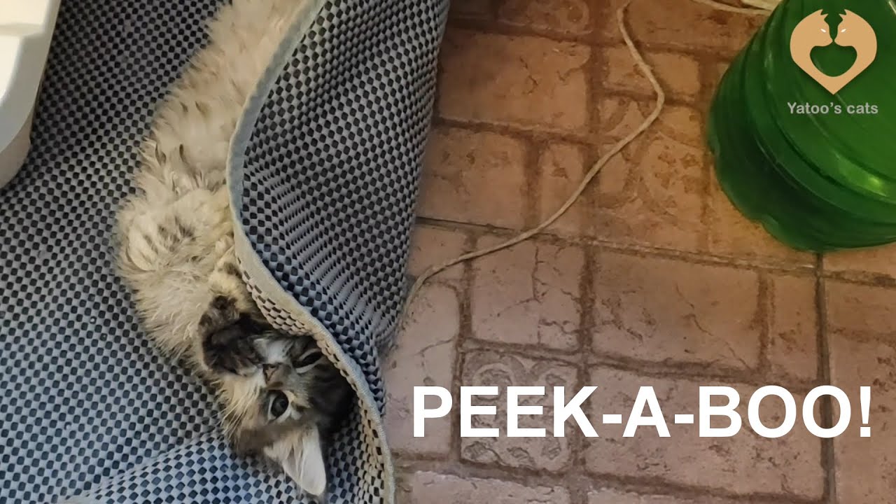 Kitten claws stuck Funny cat moments YouTube