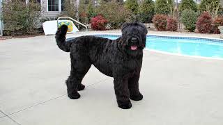 [Black Russian Terrier] Pros and Cons Owning a Black Russian Terrier || Black Russian Terrier Size