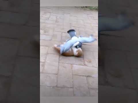 Голуби совсем распоясались!!!😡🕊️🐈😁 Птицы пристают ко всем и повсюду! #птицы #приколы #коты #голуби
