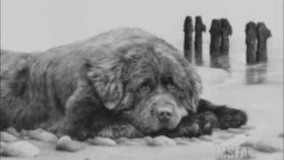 Dog Art - Mike Sibley Limited Edition Prints