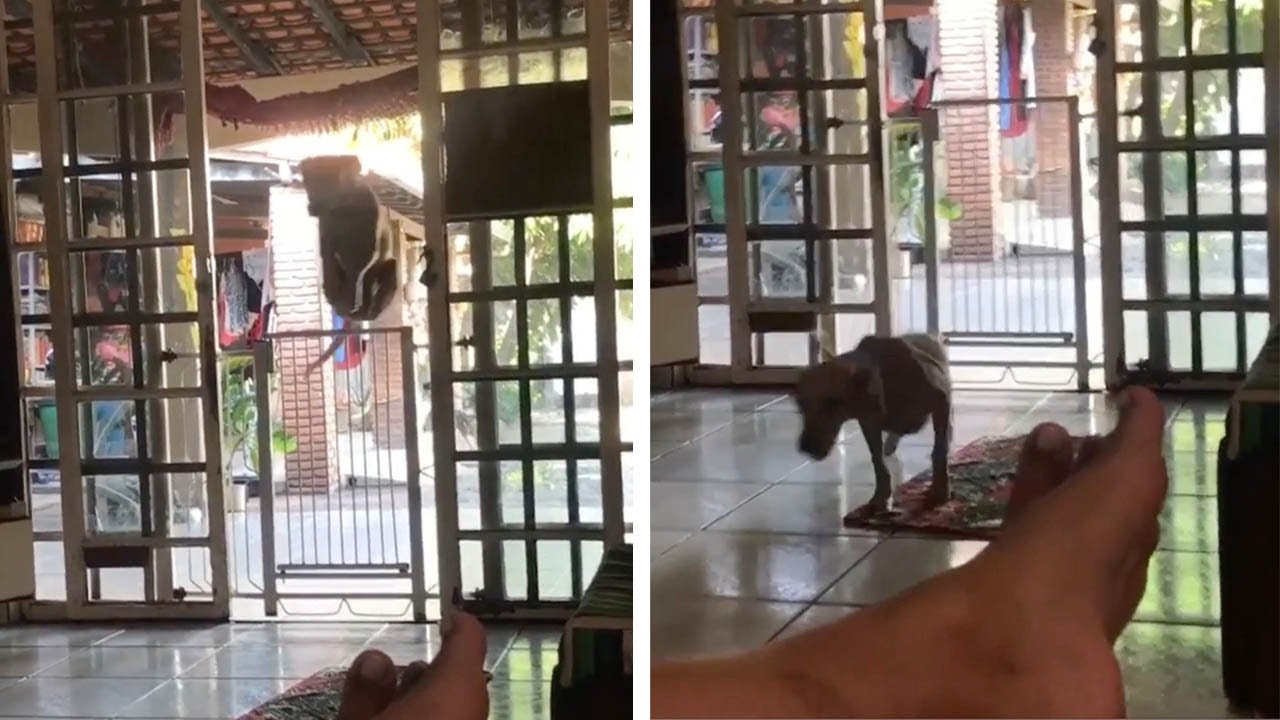 Excited 'Kangaroo' Dog Jumps Over Gate YouTube