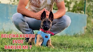 BELÇİKA KURDU EVDE BAKILIR MI ? YAVRU BİR KÖPEK YENİ EVE GELİNCE NE YAPILMALI ?