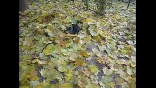 Осенний котенок спит в листьях Осенний котенок спит в листьях