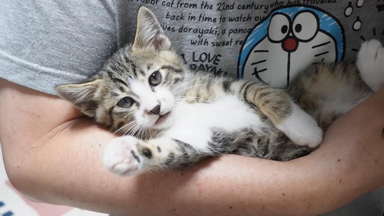 生後二か月の子猫の鳴き声可愛すぎ！超長鳴きするゴマちゃん、何言っ