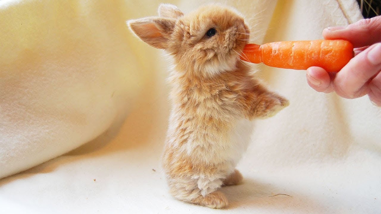 Rabbit Fluffy Cute Baby Animals | vlr.eng.br