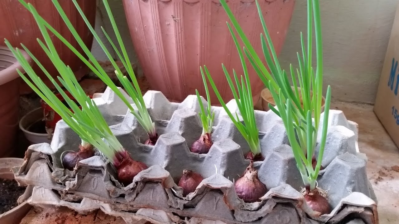 buy yucca plant Yucca rigida – Cistus Nursery