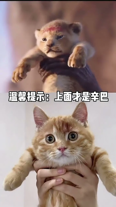 Important notice: Simba ↑🦁 not ↓🐱 #simba