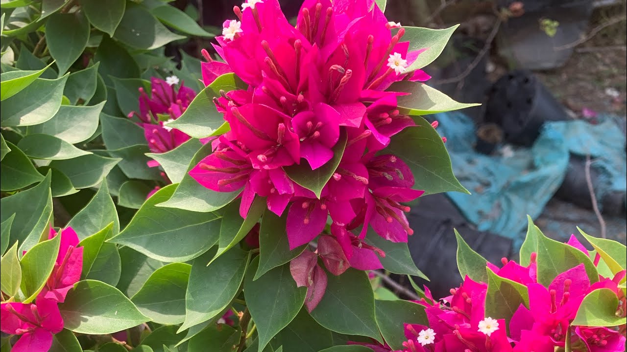 Mùng 2 Tết hoa giấy đủ màu cây giống nguyên bản mua đầu năm cả năm yêu đời 0964610130(zalo)#new 