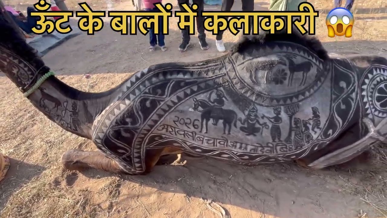 ऊँट के उपर कलाकारी बालों की शानदार कलाकृति Nagaur Most Popular Camal Video Nagaur pashu maela 2026