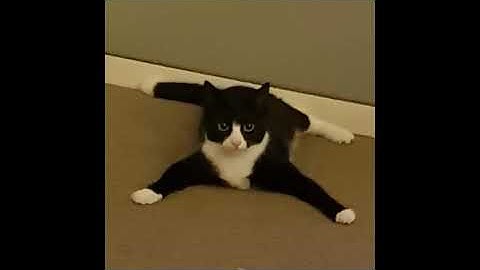 ctrl c ctrl v official music video