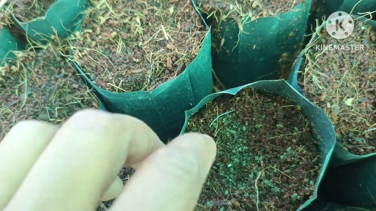 Papita ki nursery पपीता की नर्सरी 7 se 9 din germination जर्मिनेशन