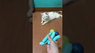 Marble run blue balls and lego #satisfying #asmr #cat #marblerun #cute #kucinglucu