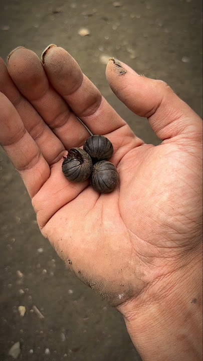 pill millipedes #shortsvideo #millipede #pillmillipede