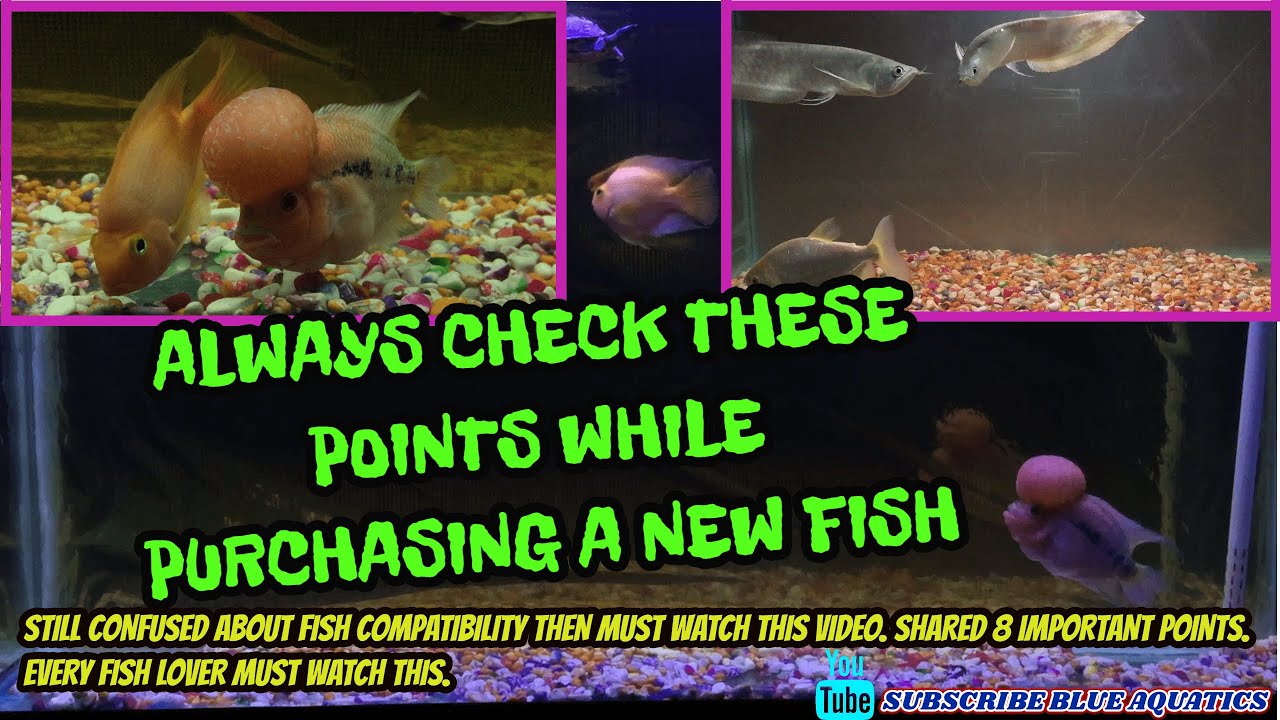 Always Remember These Points Before Purchasing a New Fish || Aquarium Fish Compatibility