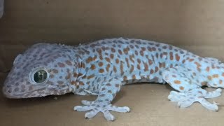 Gecko lizard  đang phát trực tiếp!