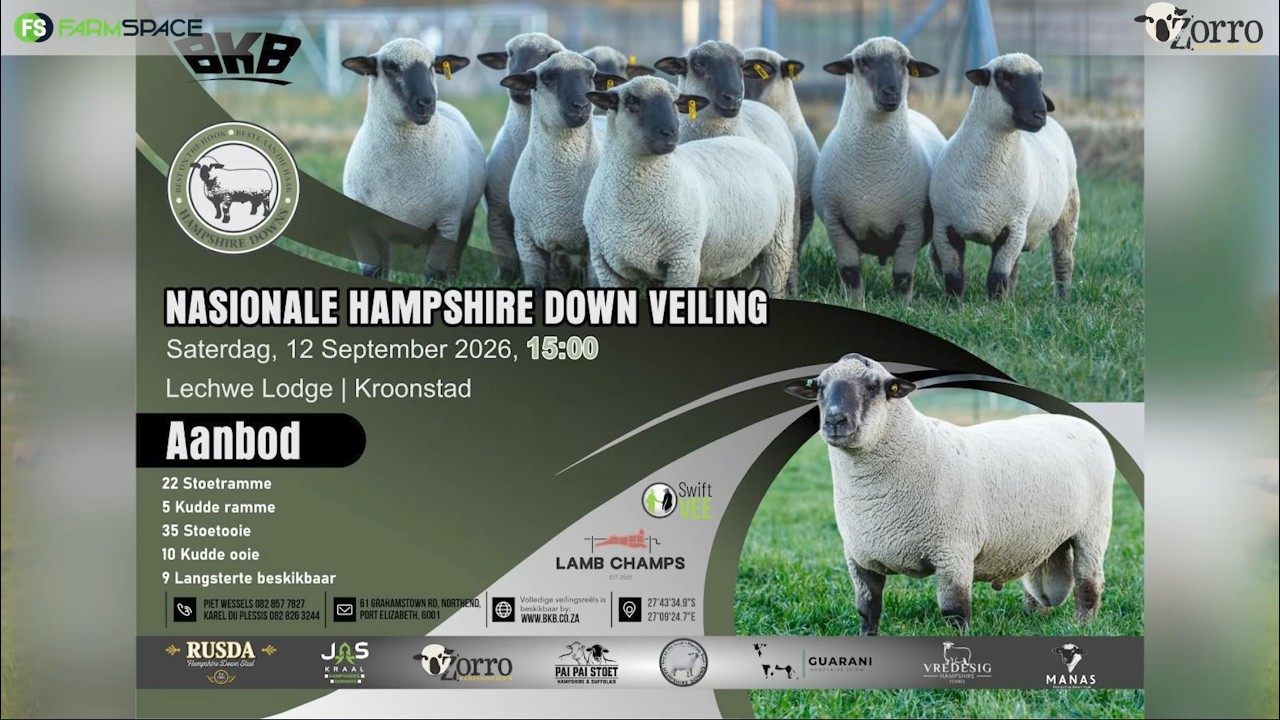 Waarom kyk meer skaapboere na Hampshire Down-genetika?