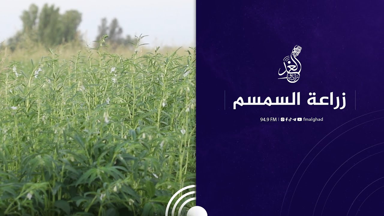 Посмотрите, как выращивают кунжут в районе Аль-Дхулуйя 😍🙏