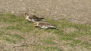 Bruant Des Neiges En Migration - Migrating Snow Bunting