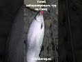 Сима на Сахалине. Рыболовные туры за Симой