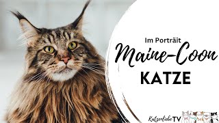 MAINE COON KATZE - Haltung, Charakter, Besonderheiten