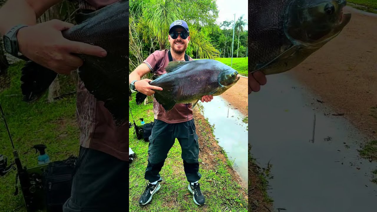 Tamba na represa 2 de Vinhedo sp Pesca Urbana
