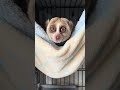 ハンモックでくつろぐこじろう　#スローロリス