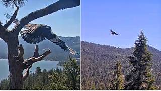 LUNA FLEDGES TO SIMBA TREE & JOINS SHADOW! 🎉CONGRATULATIONS LUNA! 🎉  Big Bear FOBBVCAM 6.29.26