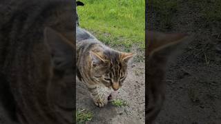Jeti i reszta #cat #pies #dog #kot #jeti #balbinka