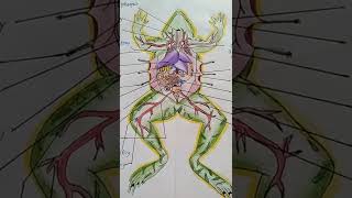 How to draw Frog Anatomy structure #froganatomy #frogdiagram #amphibiandiagram