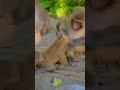 Funny monkey  monkeys acting strange   dzistic