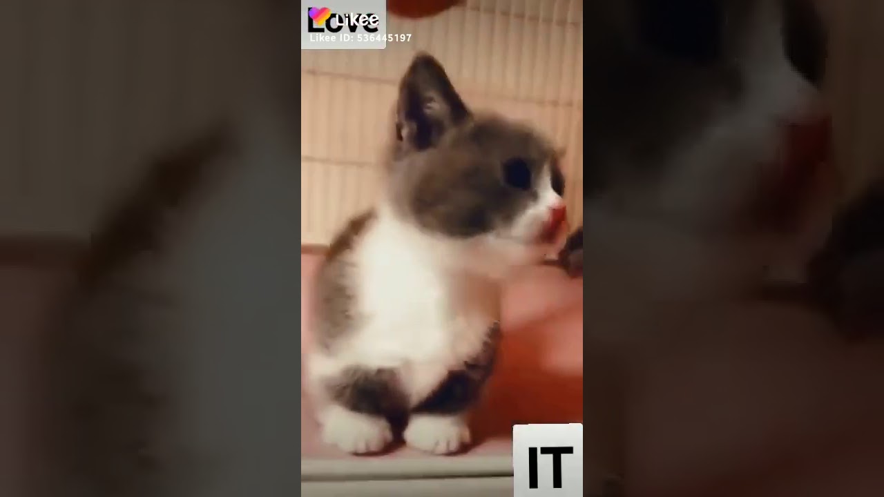 اتحداك سوف تعيد هذا الفيديو اكثر من مرة 🥰🥰🥰🥰