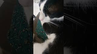 എന്നെ രക്ഷിക്കണേ guys #cat #voiceeffects #fypシ #petshub #funny #malayalam #shorts