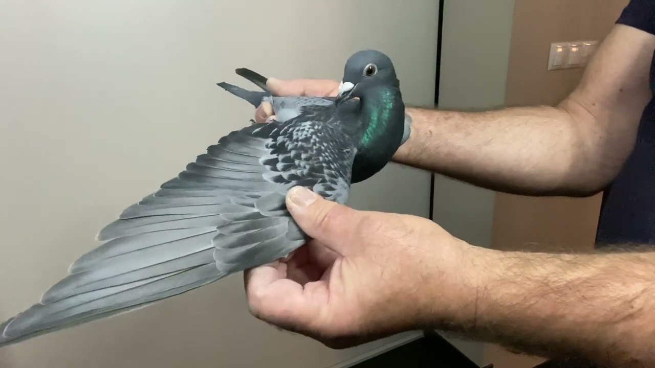 Gołębie pocztowe unikaty Stichelbaut Frans Lebeeuw Tel.575-509-687