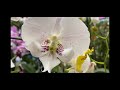 Распродажа орхидей от 99 руб в Бауцентре 14 маая 2021г. Лудизия, Биг липы, Скроппино, мильтонии ...