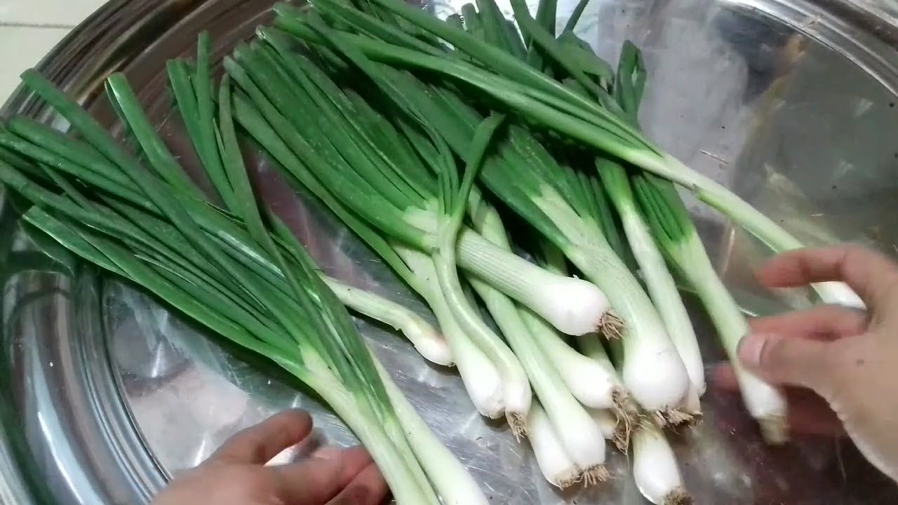 طريقه حفظ البصل الاخضر في الثلاجه اطول وقت بطريقه جديده حصري مطبخ مرفت